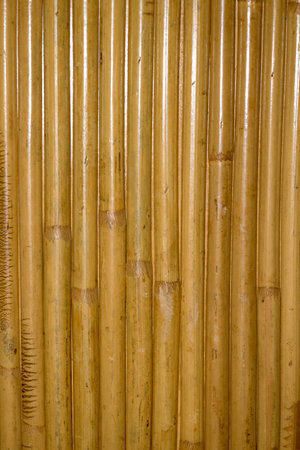 Vertical view showing a dense arrangement of bamboo stalks filling the frame. The repetitive lines and natural texture create a vibrant and peaceful abstract background suitable for themes like nature or Asia.の写真素材