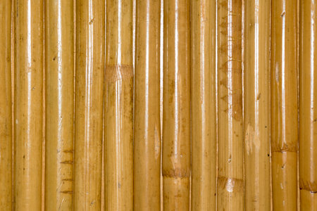 Vertical view showing a dense arrangement of bamboo stalks filling the frame. The repetitive lines and natural texture create a vibrant and peaceful abstract background suitable for themes like nature or Asia.の写真素材