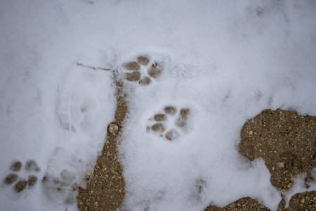 Wild Iberian wolf paw print on fresh winter snow showing clear animal tracking signs in a natural cold environment ideal for wildlife and nature themesの写真素材