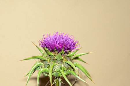 Close up of vibrant purple thistle flower with sharp green spines isolated on neutral background perfect for nature and botanical conceptsの写真素材