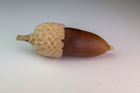 Single brown acorn with textured cap isolated on a neutral background ideal for autumn nature and botanical themesの写真素材
