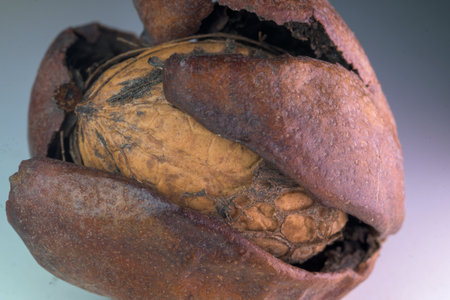 Closeup of a dry walnut partially exposed inside its cracked outer husk showing detailed natural texturesの写真素材