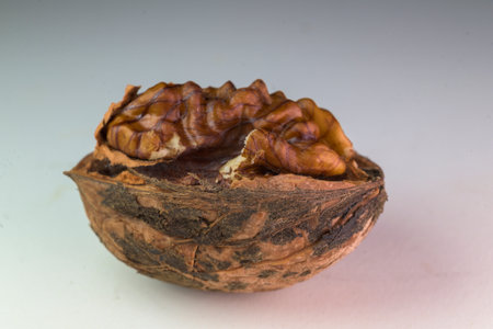 Closeup view of an open walnut shell revealing the textured kernel inside on a neutral backgroundの写真素材