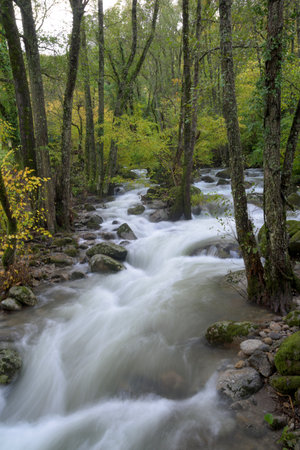 Fast flowing river running through a lush green forest with rocks and trees creating a fresh natural landscapeの写真素材