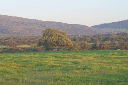 Wide green meadow with a solitary tree and rolling hills in warm sunset light creating a peaceful natural rural landscapeの写真素材