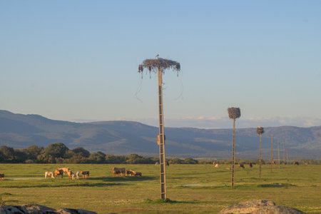Tall poles with stork nests in a wide rural field with grazing cattle and distant mountains under soft natural daylight creating a peaceful wildlife sceneの写真素材