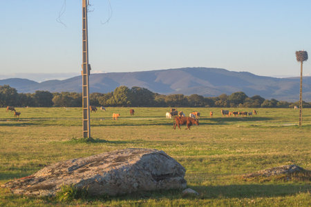 Cows grazing in a wide rural field with mountains in the background and stork nests on tall poles under warm natural daylightの写真素材