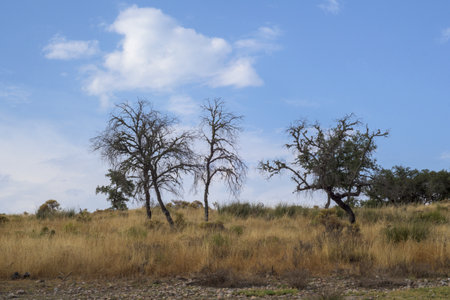 Leafless dry trees on a grassy hill under a blue sky creating a natural semi arid landscape with warm tones and open spaceの写真素材