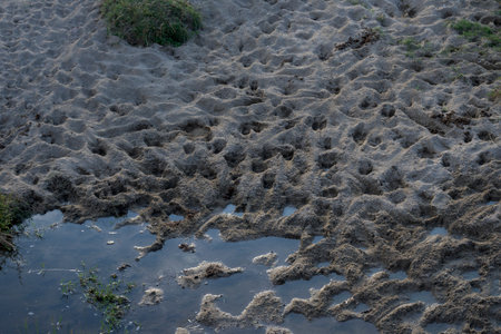 Wet sandy ground with animal hoofprints shallow water puddles and natural texture showing wildlife...