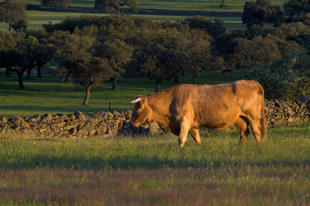 Brown cow walking and grazing in green rural meadow with trees stone wall and warm evening light representing traditional agriculture livestock farming and peaceful countryside landscapeの写真素材