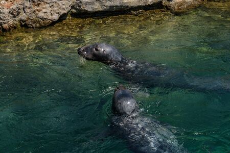 seals in the water in the palace parkの写真素材