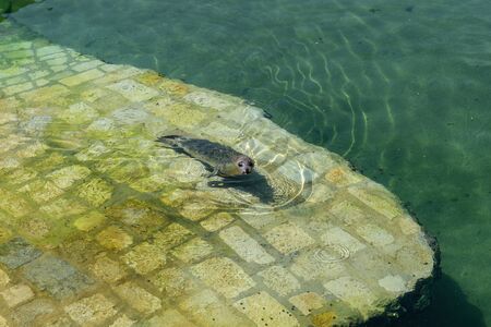 seals in the water in the palace parkの写真素材