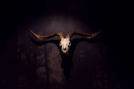 animal bone with large horns, representation of the devilの写真素材