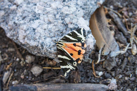 Butterfly perched sunbathing with very beautiful colorsの写真素材
