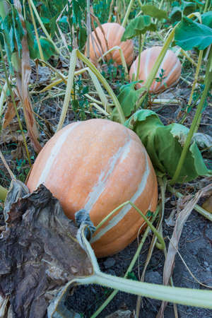 view of the vegetable on your plant not yet harvested.の写真素材