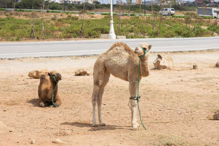 animals used for walks on the beachの写真素材