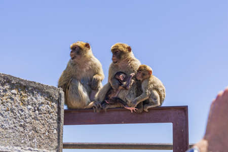 view of the animals in total freedom on the mountainの写真素材