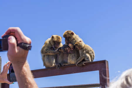 view of the animals in total freedom on the mountain