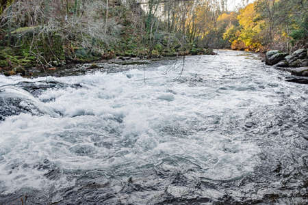 view of the river and the autochthonous vegetation of Galiciaの写真素材