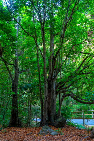 Canary Islands, Gran Canaria, Spainの写真素材