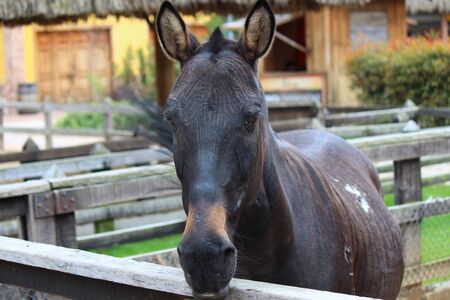 Brown donkey in a farm surrounded by a fenceの写真素材
