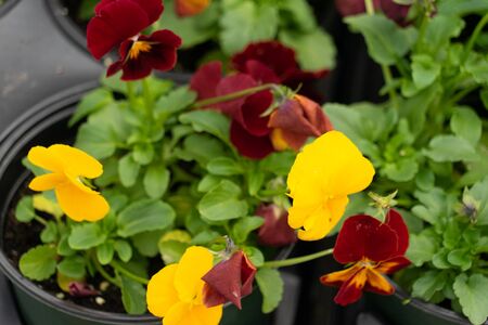 Yellow and Purple flowers on top of green leaves in a potの写真素材