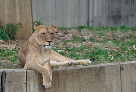 Lioness sitting at the edge of a concrete wall in a zooの写真素材