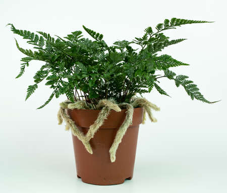 davallia mariesii in pot with white backgroundの写真素材