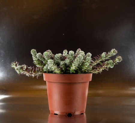 portulaca werdermannii in flowerpot on silver backgroundの写真素材