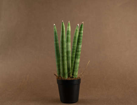 sansevieria velvet touchz in black pot with brown background.