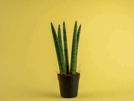 sansevieria velvet touchz in black pot with yellow background