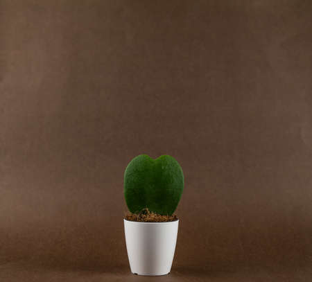 Hoya kerrii in white pot with brown backgroundの写真素材