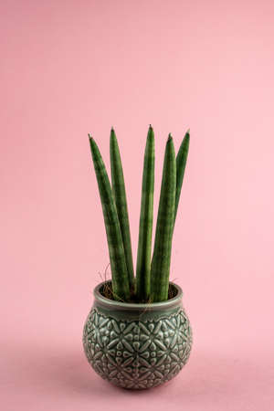 sansevieria velvet touchz in ceramic planter with pink backgroundの写真素材