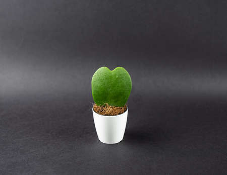 Hoya kerrii in white pot with black backgroundの写真素材