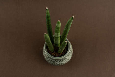 sansevieria velvet touchz in ceramic planter with brown background, top viewの写真素材