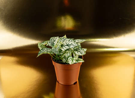 Splash White Hypoestes phyllostachya in brown pot with golden background, top viewの写真素材