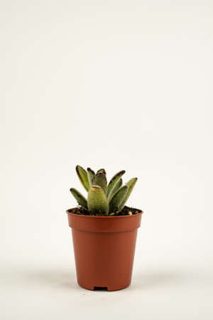 kalanchoe tomentosa in pot white backgroundの写真素材