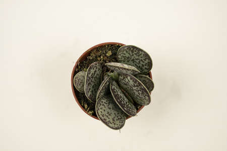 adromischus maculatus in pot with white background, overhead viewの写真素材