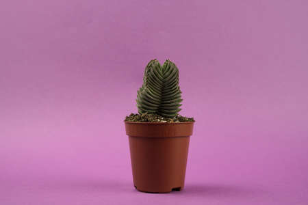 Buddha's Temple in pot with purple backgroundの写真素材