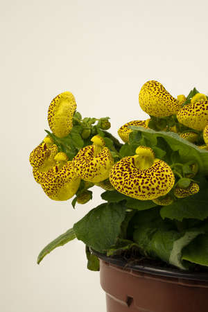 calceolaria integrifolia in pot with white backgroundの写真素材