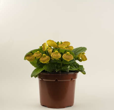 calceolaria integrifolia in pot with white backgroundの写真素材