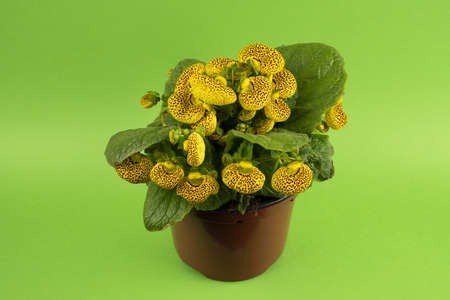 calceolaria integrifolia in pot with green background, top viewの写真素材