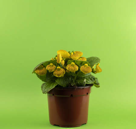 calceolaria integrifolia in pot with green backgroundの写真素材