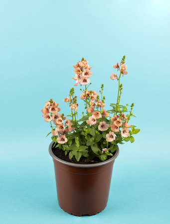 diascia rigescens in pot with blue background, top viewの写真素材