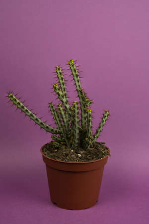 Euphorbia aeruginosa in flowerpot with purple background, top viewの写真素材