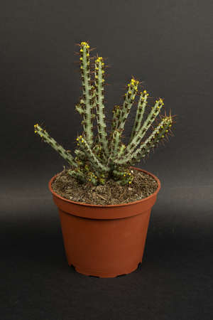 Euphorbia aeruginosa in flowerpot with black background, top viewの写真素材
