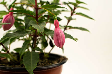 fuchsia magellanica in flowerpot with white background, seen closely