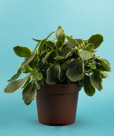 Kalanchoe fedtschenkoi in flowerpot with blue backgroundの写真素材