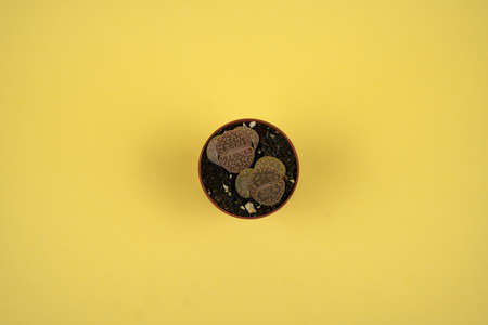 lithops aucampiae in pot with yellow background, overhead view