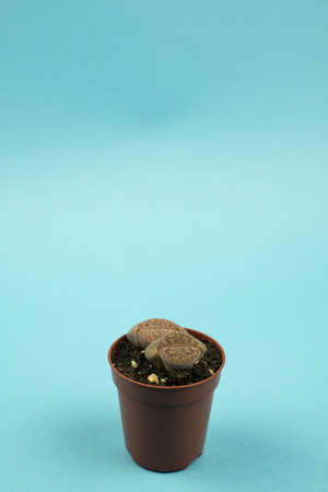 lithops aucampiae in pot with blue background, top viewの写真素材